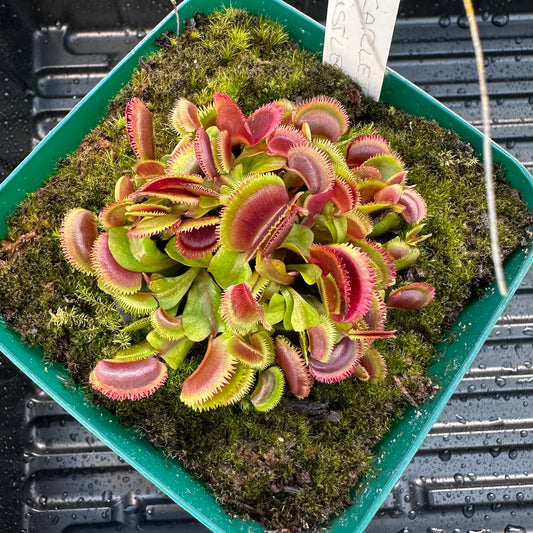 Dionaea muscipula - Venus Flytrap - 'Scarlet Bristle' - Exact Division