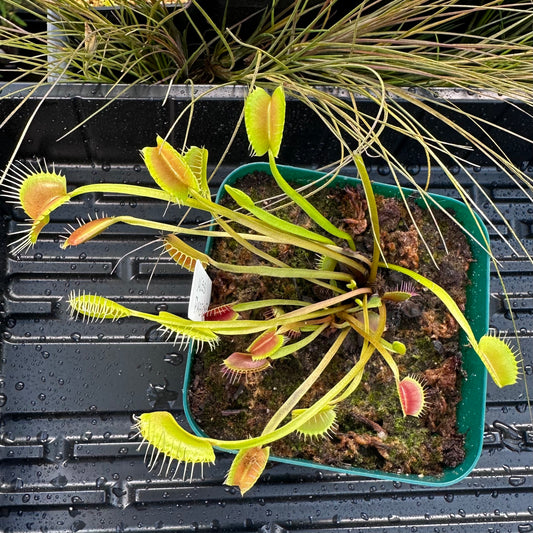 Dionaea muscipula - Venus Flytrap - 'Miss Pimbeche' - Exact Division