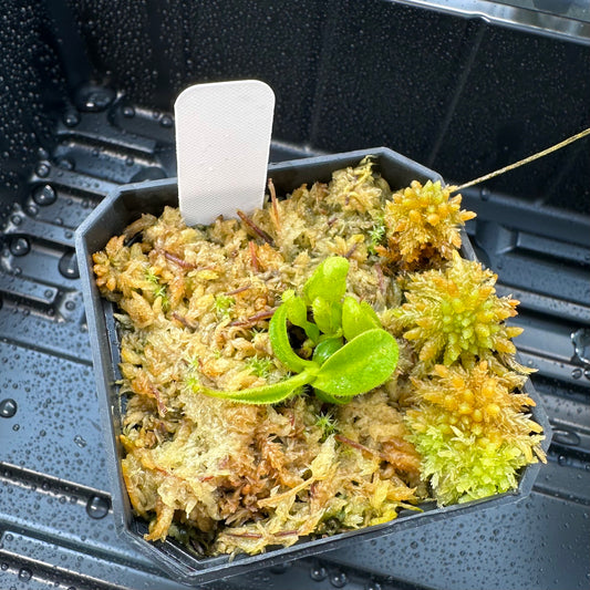 Nepenthes maxima Wavy - Seed Grown Plant