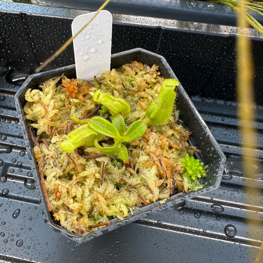 Nepenthes maxima Wavy x veitchii 'Candy Dreams' - Seed Grown Plant