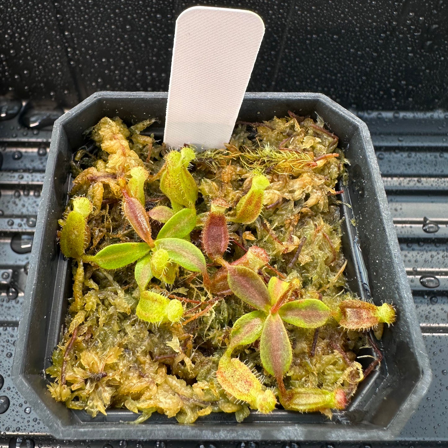 Nepenthes [(LVB)] 'Red Ruffled' x veitchii 'Candy Dreams'- Seed Grown Plant