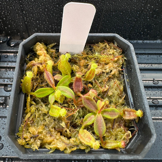 Nepenthes [(LVB)] 'Red Ruffled' x veitchii 'Candy Dreams'- Seed Grown Plant