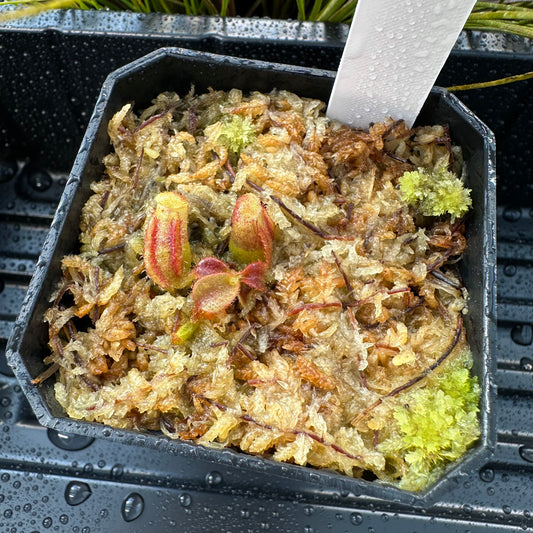 Nepenthes veitchii ('Orange' x 'Candy Dreams') - Seed Grown Plant