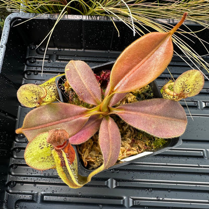 Nepenthes platychila - Seed Grown Plant - Horticultural