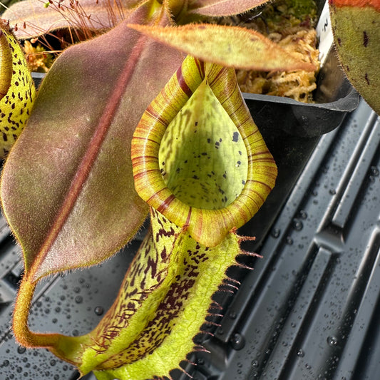 Nepenthes platychila - Seed Grown Plant - Horticultural