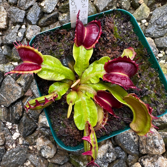 Dionaea muscipula - Venus Flytrap - 'Alien Fused Tooth' - Exact Division