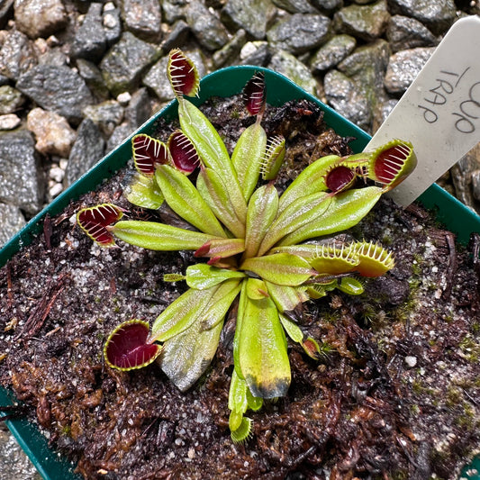 Dionaea muscipula - Venus Flytrap - 'Cupped Flytrap' - Exact Division