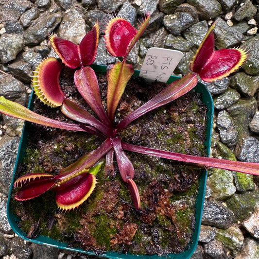 Dionaea muscipula - Venus Flytrap - 'FTS Incredible Red Hulk' - Exact Division