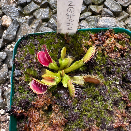 Dionaea muscipula - Venus Flytrap - 'Fangzahn' - Exact Division
