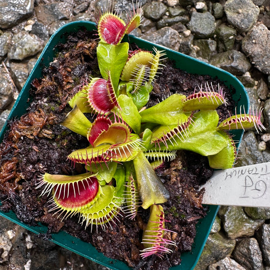 Dionaea muscipula - Venus Flytrap - 'GJ Titanium' - Exact Division