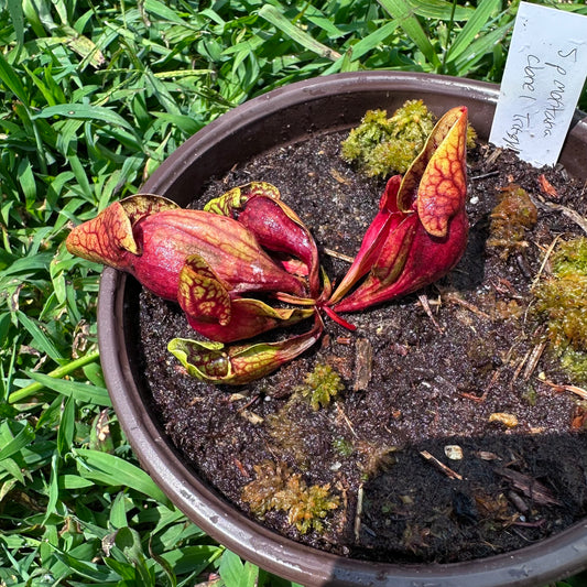 Sarracenia purpurea var. montana - Clone 1 - Exact Division - MW
