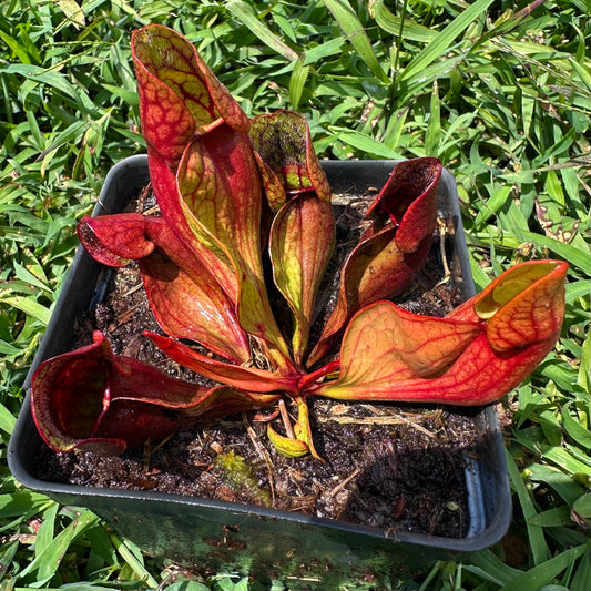 Sarracenia purpurea var. purpurea - Ocean Co, NJ. - Exact Division