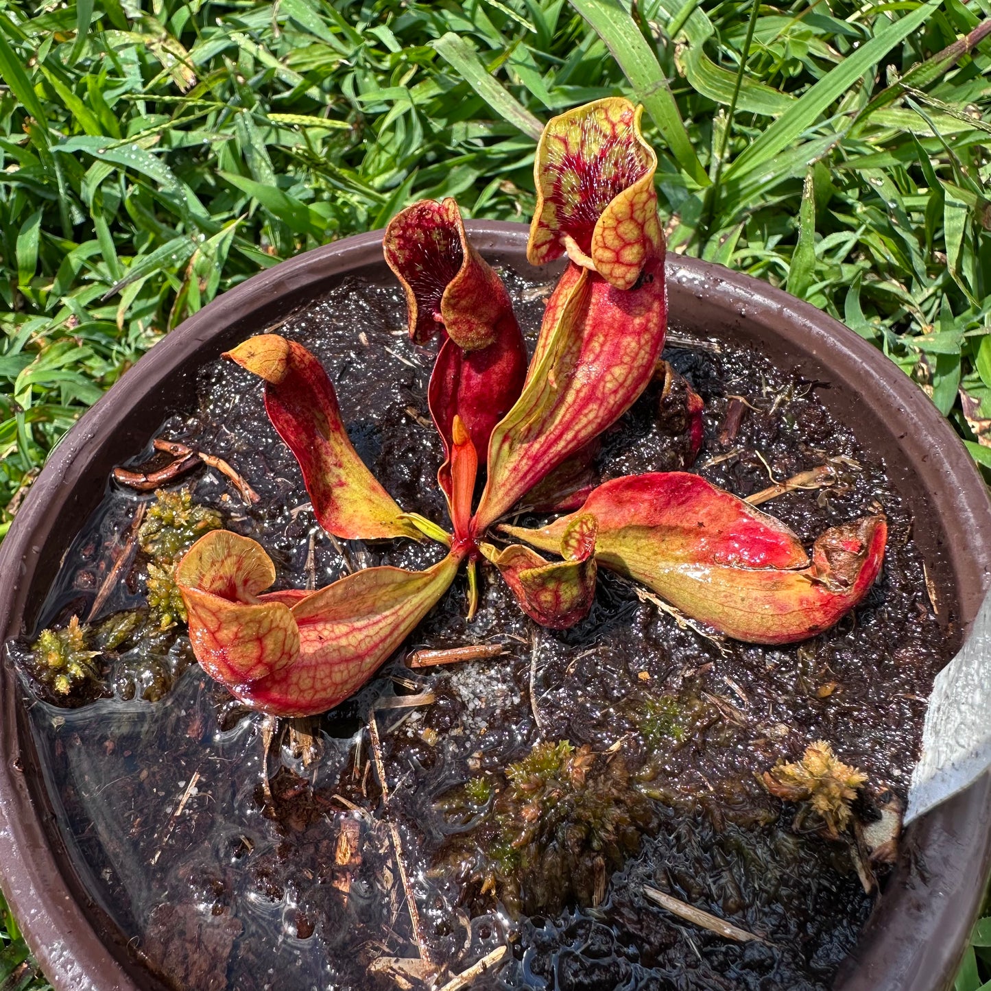 Sarracenia purpurea - 'Belly of Blood' - Exact Division