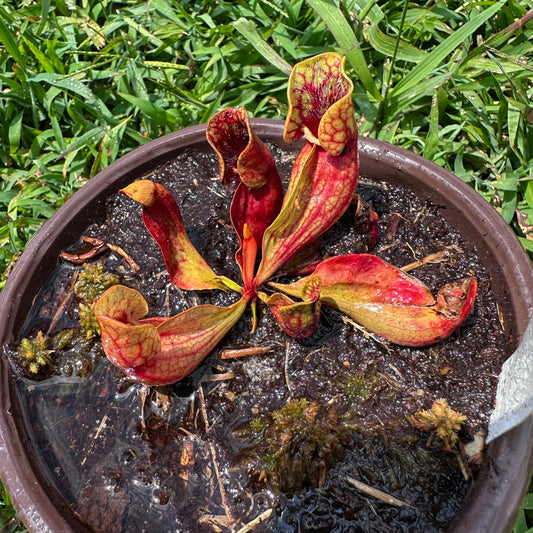 Sarracenia purpurea - 'Belly of Blood' - Exact Division