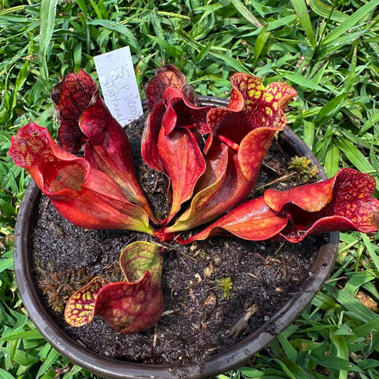 Sarracenia purpurea var. venosa - Tattnall Co, GA. - Exact Division