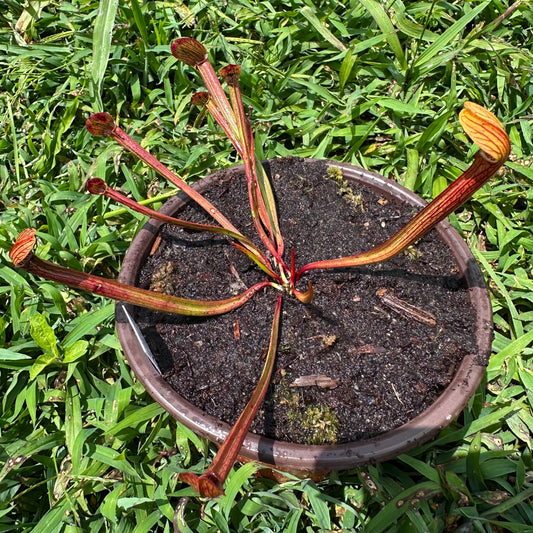 Sarracenia rubra subsp. rubra - Long Lid - Onslow Co, NC. - Exact Division - MW