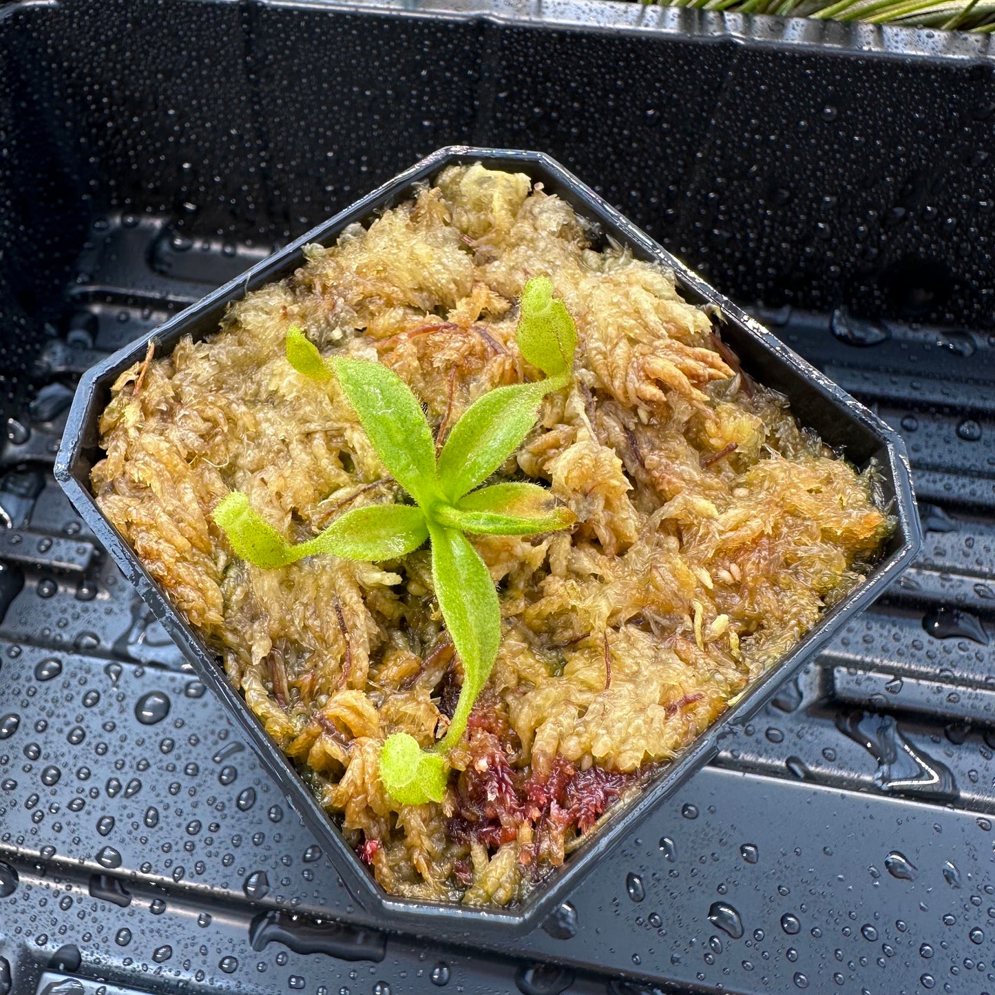 Nepenthes maxima Wavy - Seed Grown Plant