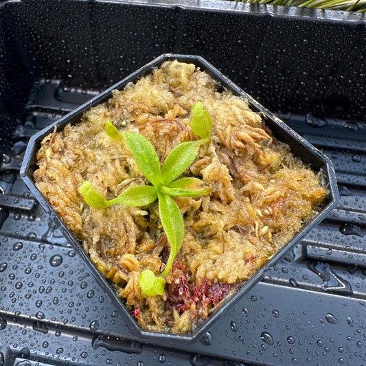 Nepenthes maxima Wavy - Seed Grown Plant