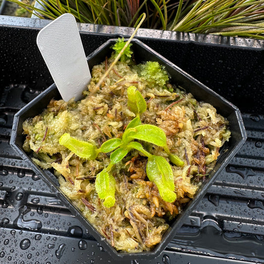 Nepenthes maxima Wavy x veitchii 'Candy Dreams' - Seed Grown Plant
