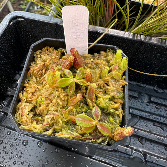 Nepenthes [(LVB)] 'Red Ruffled' x veitchii 'Candy Dreams'- Seed Grown Plant