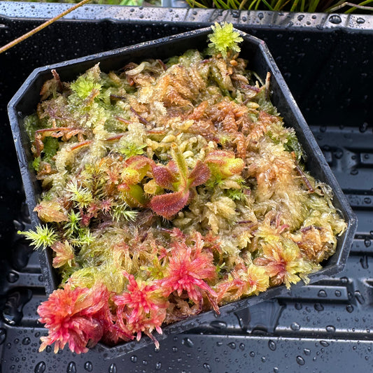 Nepenthes veitchii ('Orange' x 'Candy Dreams') - Seed Grown Plant