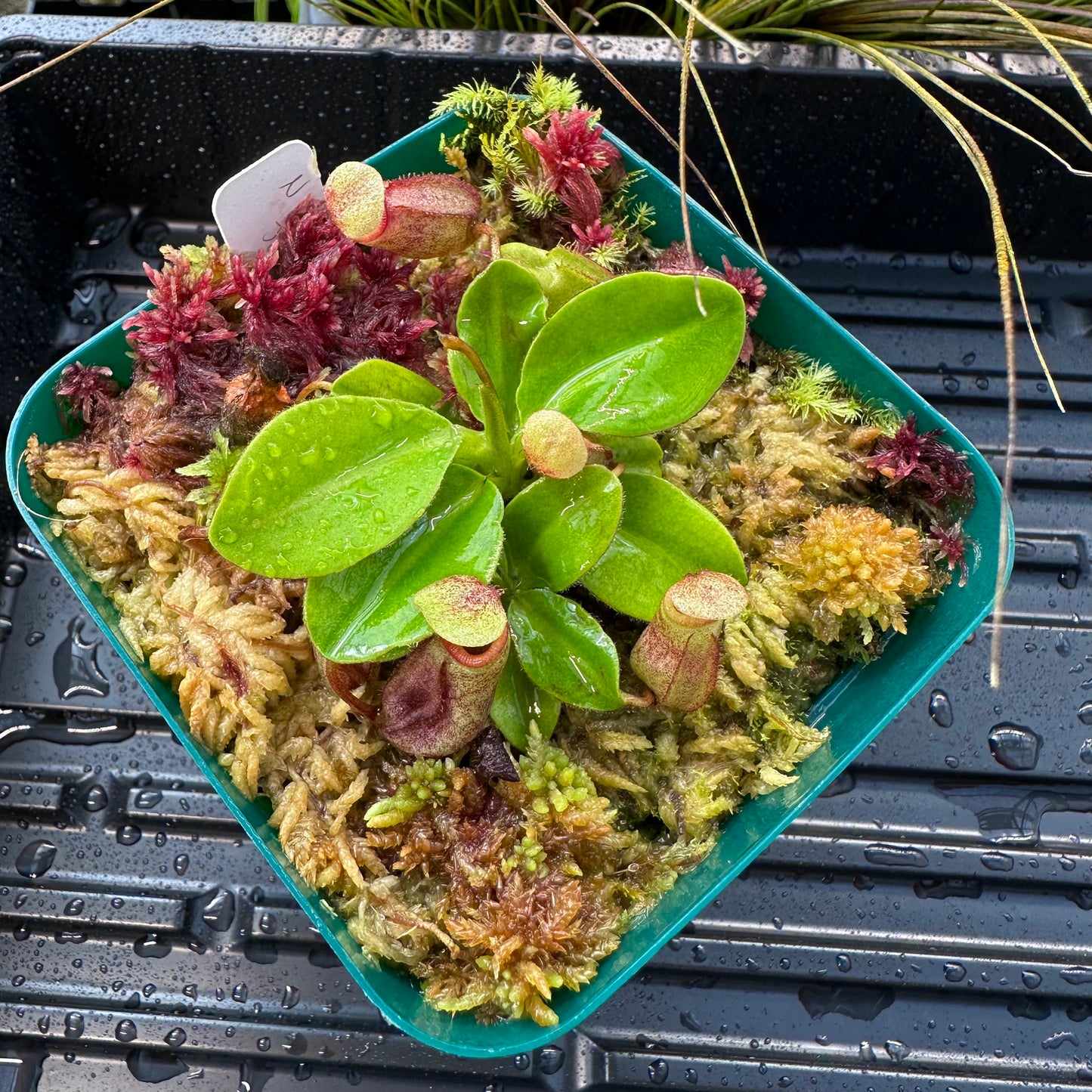 Nepenthes rajah - Seed Grown Plant - Horticultural - JS