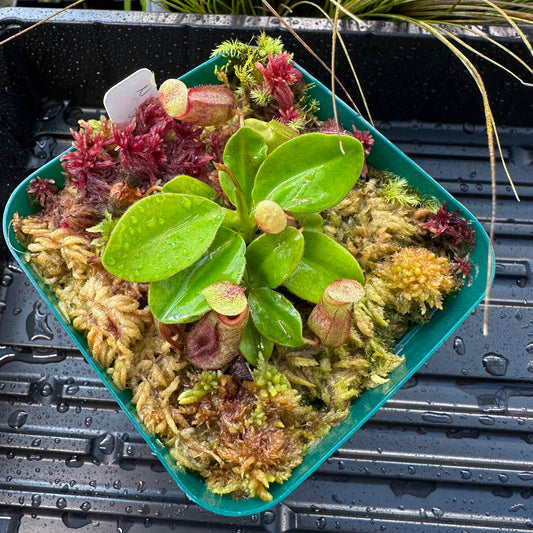 Nepenthes rajah - Seed Grown Plant - Horticultural - JS