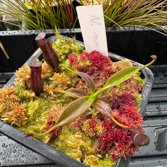 Nepenthes izumiae x villosa - Seed Grown Plant - JH