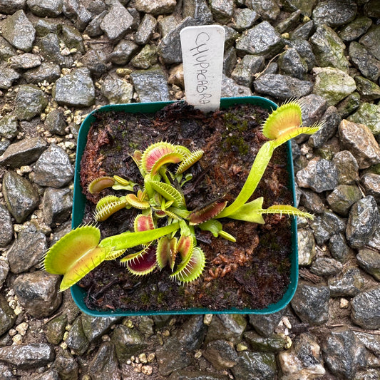 Dionaea muscipula - Venus Flytrap - 'Chupacabra' - Exact Division