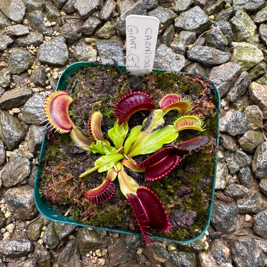 Dionaea muscipula - Venus Flytrap - 'Carnivora Giant G1' - Exact Division