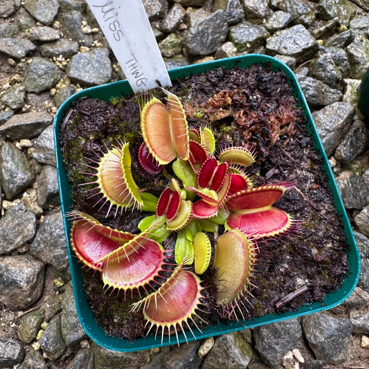 Dionaea muscipula - Venus Flytrap - 'Miss Thing' - Exact Division