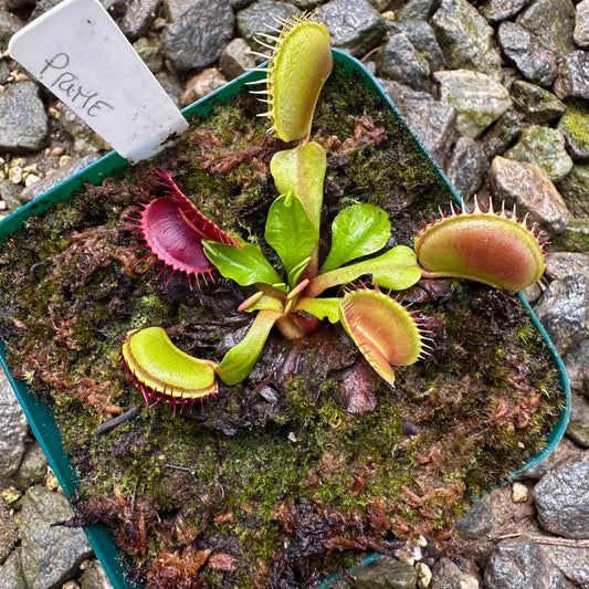 Dionaea muscipula - Venus Flytrap - 'Payne' - Exact Division