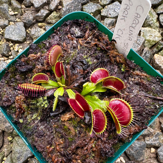 Dionaea muscipula - Venus Flytrap - 'Carolina Beach State Park CK' - Exact Division