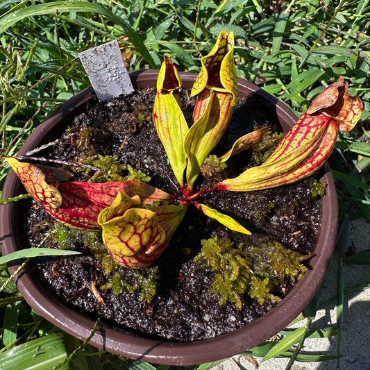 Sarracenia purpurea var. montana - Greenville Co, SC. - Exact Division - MW