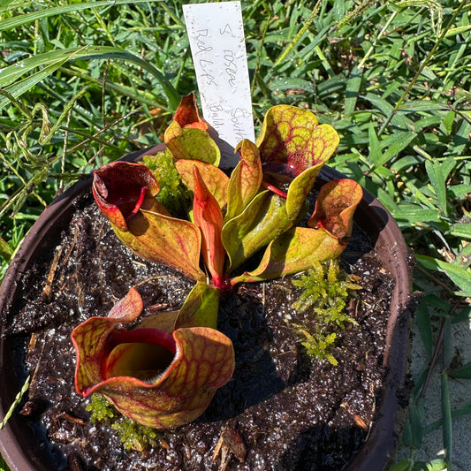 Sarracenia rosea 'Red Lips' - Southern Baldwin Co, AL. - Exact Division - MW