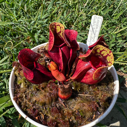 Sarracenia rosea 'Bulbous' - Cook's Bayou Bay Co, FL. - Exact Division - MW