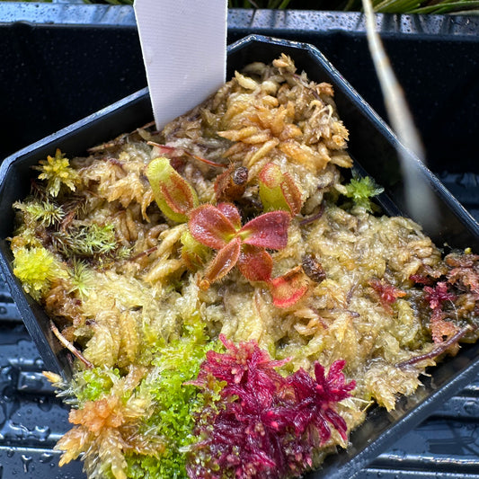 Nepenthes veitchii ('Orange' x 'Candy Dreams') - Seed Grown Plant