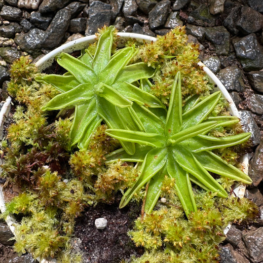 Pinguicula caerulea - Blue Butterwort - Exact Plant