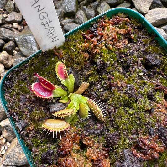 Dionaea muscipula - Venus Flytrap - 'Fangzahn' - Exact Division