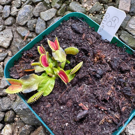 Dionaea muscipula - Venus Flytrap - 'GJ Goliath' - Exact Division