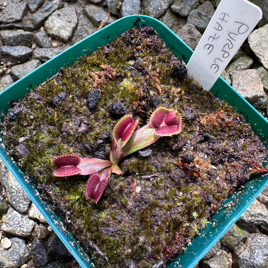 Dionaea muscipula - Venus Flytrap - 'Purple Haze' - Exact Division