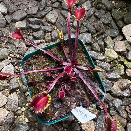 Dionaea muscipula - Venus Flytrap - 'AR Warewolf' - Exact Division