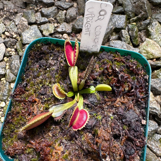 Dionaea muscipula - Venus Flytrap - 'Coq Couche x Up Giant 5' - Exact Division