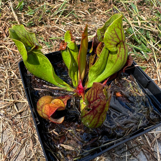 Sarracenia purpurea var. purpurea - Ocean Co, NJ. - Exact Division