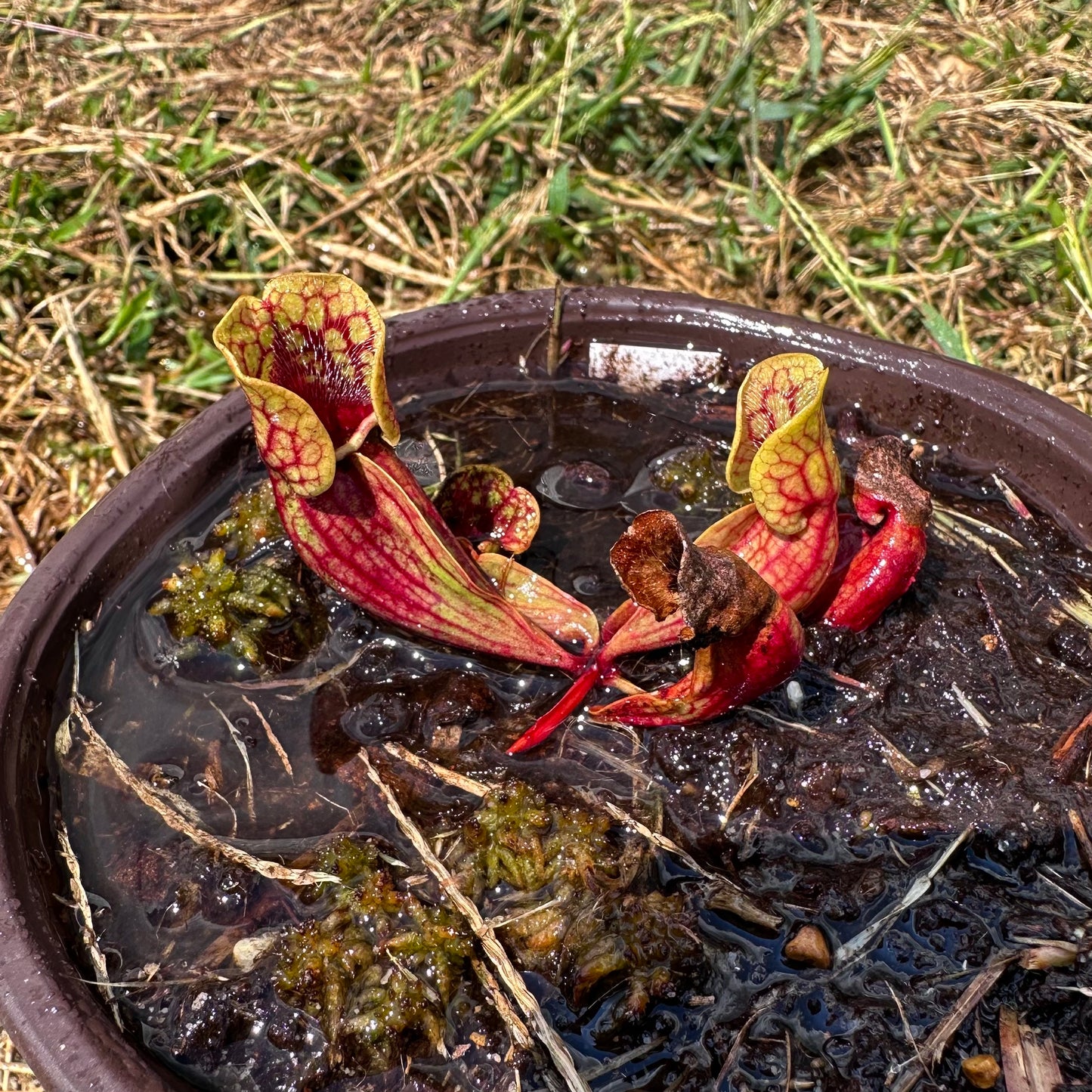 Sarracenia purpurea - 'Belly of Blood' - Exact Division