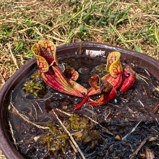 Sarracenia purpurea - 'Belly of Blood' - Exact Division