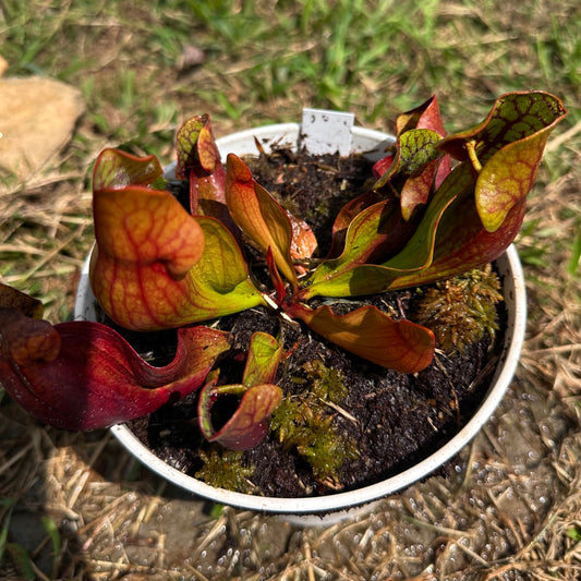 Sarracenia purpurea var. purpurea - Huron Co, ON. - Exact Division - MW