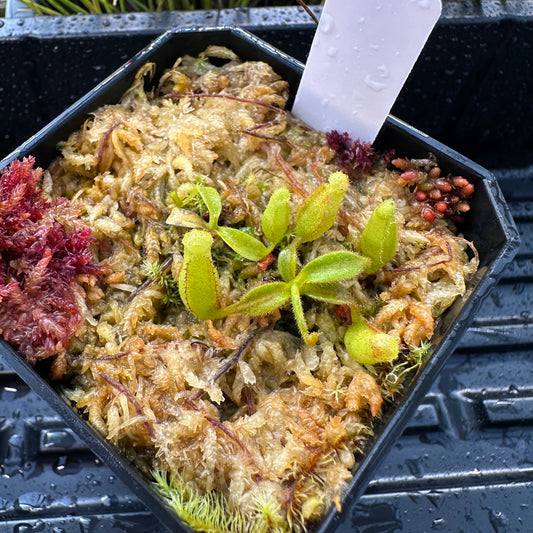 Nepenthes maxima Wavy - Seed Grown Plant