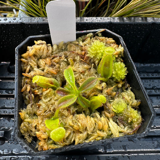 Nepenthes maxima Wavy x veitchii 'Candy Dreams' - Seed Grown Plant