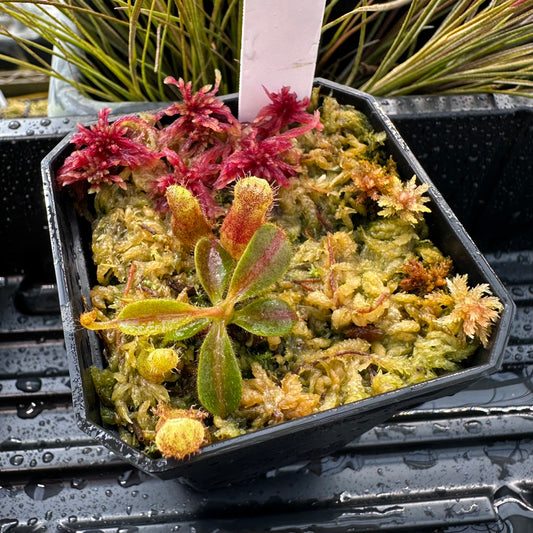 Nepenthes [(LVB)] 'Red Ruffled' x veitchii 'Candy Dreams'- Seed Grown Plant